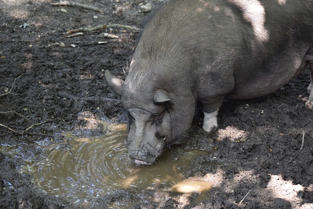的决定势必 的决定势必